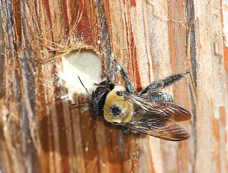Prevention Measures for Carpenter Bees