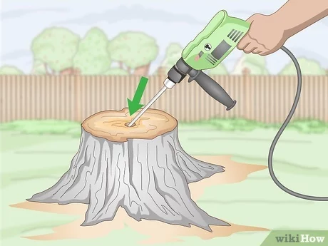 What You'll Need for Drilling a Hole in a Tree Stump