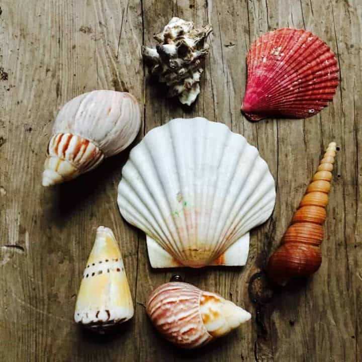Type of Seashell