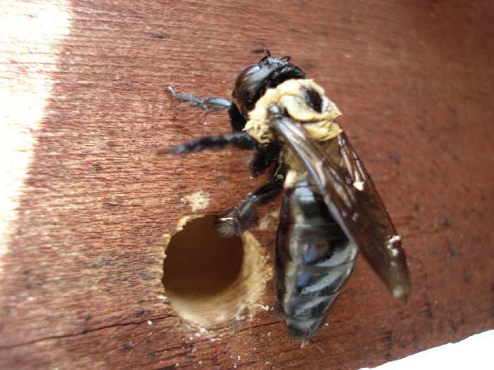 Small Carpenter Bee (Ceratina spp.)