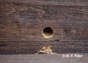 Prevention of Wood Bee Infestation: